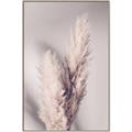 Picture of Enchanted Pampas Grass _GroupedProduct_Rectangle_Portrait_Photography _GroupedProduct_Rectangle_Portrait_Canvas_Framed_