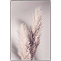 Picture of Enchanted Pampas Grass _GroupedProduct_Rectangle_Portrait_Photography _GroupedProduct_Rectangle_Portrait_Canvas_Framed_