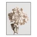 Picture of Lullaby of a Beige Flower _GroupedProduct_Rectangle_Portrait_Photography _GroupedProduct_Rectangle_Portrait_Canvas_Framed_