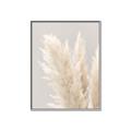 Picture of Creamy Petal Pampas I _GroupedProduct_Rectangle_Portrait_Photography _GroupedProduct_Rectangle_Portrait_Canvas_Framed_