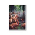 Picture of Flamingo _GroupedProduct_Rectangle_Portrait_Photography _GroupedProduct_Rectangle_Portrait_Framed_Matted_