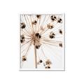 Picture of Ethereal Flower _GroupedProduct_Rectangle_Portrait_Photography _GroupedProduct_Rectangle_Portrait_Framed_Matted_