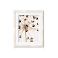 Picture of Ethereal Flower _GroupedProduct_Rectangle_Portrait_Photography _GroupedProduct_Rectangle_Portrait_Framed_Matted_