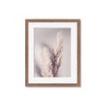 Picture of Enchanted Pampas Grass _GroupedProduct_Rectangle_Portrait_Photography _GroupedProduct_Rectangle_Portrait_Framed_Matted_