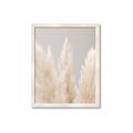 Picture of Creamy Petal Pampas II _GroupedProduct_Rectangle_Portrait_Photography _GroupedProduct_Rectangle_Portrait_Framed_Matted_