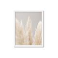 Picture of Creamy Petal Pampas II _GroupedProduct_Rectangle_Portrait_Photography _GroupedProduct_Rectangle_Portrait_Framed_Matted_