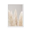 Picture of Creamy Petal Pampas II _GroupedProduct_Rectangle_Portrait_Photography _GroupedProduct_Rectangle_Portrait_Framed_Matted_