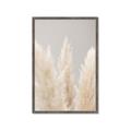 Picture of Creamy Petal Pampas II _GroupedProduct_Rectangle_Portrait_Photography _GroupedProduct_Rectangle_Portrait_Framed_Matted_