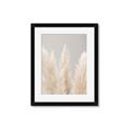 Picture of Creamy Petal Pampas II _GroupedProduct_Rectangle_Portrait_Photography _GroupedProduct_Rectangle_Portrait_Framed_Matted_