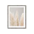 Picture of Creamy Petal Pampas II _GroupedProduct_Rectangle_Portrait_Photography _GroupedProduct_Rectangle_Portrait_Framed_Matted_