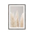 Picture of Creamy Petal Pampas II _GroupedProduct_Rectangle_Portrait_Photography _GroupedProduct_Rectangle_Portrait_Framed_Matted_