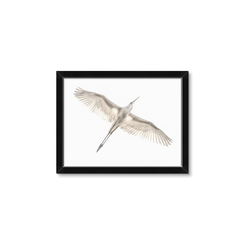 Picture of Serenade Flight _GroupedProduct_Rectangle_Landscape_Photography _GroupedProduct_Rectangle_Landscape_Framed_Matted_