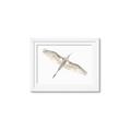 Picture of Serenade Flight _GroupedProduct_Rectangle_Landscape_Photography _GroupedProduct_Rectangle_Landscape_Framed_Matted_