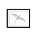 Picture of Serenade Flight _GroupedProduct_Rectangle_Landscape_Photography _GroupedProduct_Rectangle_Landscape_Framed_Matted_