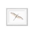 Picture of Serenade Flight _GroupedProduct_Rectangle_Landscape_Photography _GroupedProduct_Rectangle_Landscape_Framed_Matted_