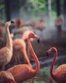 Picture of Flamingo _GroupedProduct_Rectangle_Portrait_Photography _GroupedProduct_Rectangle_Portrait_Unframed_Print_Only_