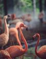 Picture of Flamingo _GroupedProduct_Rectangle_Portrait_Photography _GroupedProduct_Rectangle_Portrait_Unframed_Print_Only_