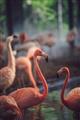 Picture of Flamingo _GroupedProduct_Rectangle_Portrait_Photography _GroupedProduct_Rectangle_Portrait_Unframed_Print_Only_