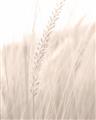 Picture of Rhapsody of Grass Blades _GroupedProduct_Rectangle_Portrait_Photography _GroupedProduct_Rectangle_Portrait_Unframed_Print_Only_