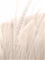 Picture of Rhapsody of Grass Blades _GroupedProduct_Rectangle_Portrait_Photography _GroupedProduct_Rectangle_Portrait_Unframed_Print_Only_
