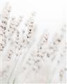 Picture of Grass straws _GroupedProduct_Rectangle_Portrait_Photography _GroupedProduct_Rectangle_Portrait_Unframed_Print_Only_