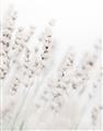 Picture of Grass straws _GroupedProduct_Rectangle_Portrait_Photography _GroupedProduct_Rectangle_Portrait_Unframed_Print_Only_