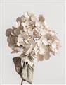 Picture of Lullaby of a Beige Flower _GroupedProduct_Rectangle_Portrait_Photography _GroupedProduct_Rectangle_Portrait_Unframed_Print_Only_
