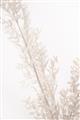Picture of Earthy Flora Straws _GroupedProduct_Rectangle_Portrait_Photography _GroupedProduct_Rectangle_Portrait_Unframed_Print_Only_
