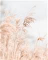 Picture of Neutral Bloom Reeds _GroupedProduct_Rectangle_Portrait_Photography _GroupedProduct_Rectangle_Portrait_Unframed_Print_Only_