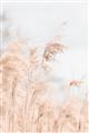 Picture of Neutral Bloom Reeds _GroupedProduct_Rectangle_Portrait_Photography _GroupedProduct_Rectangle_Portrait_Unframed_Print_Only_
