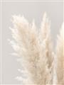 Picture of Creamy Petal Pampas I _GroupedProduct_Rectangle_Portrait_Photography _GroupedProduct_Rectangle_Portrait_Unframed_Print_Only_