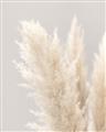 Picture of Creamy Petal Pampas I _GroupedProduct_Rectangle_Portrait_Photography _GroupedProduct_Rectangle_Portrait_Unframed_Print_Only_