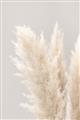 Picture of Creamy Petal Pampas I _GroupedProduct_Rectangle_Portrait_Photography _GroupedProduct_Rectangle_Portrait_Unframed_Print_Only_