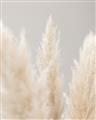 Picture of Creamy Petal Pampas II _GroupedProduct_Rectangle_Portrait_Photography _GroupedProduct_Rectangle_Portrait_Unframed_Print_Only_