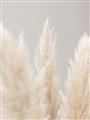 Picture of Creamy Petal Pampas II _GroupedProduct_Rectangle_Portrait_Photography _GroupedProduct_Rectangle_Portrait_Unframed_Print_Only_