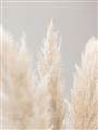 Picture of Creamy Petal Pampas II _GroupedProduct_Rectangle_Portrait_Photography _GroupedProduct_Rectangle_Portrait_Unframed_Print_Only_