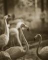 Picture of Flamingo _GroupedProduct_Rectangle_Portrait_Photography _GroupedProduct_Rectangle_Portrait_Unframed_Print_Only_