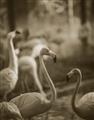 Picture of Flamingo _GroupedProduct_Rectangle_Portrait_Photography _GroupedProduct_Rectangle_Portrait_Unframed_Print_Only_