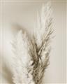 Picture of Enchanted Pampas Grass _GroupedProduct_Rectangle_Portrait_Photography _GroupedProduct_Rectangle_Portrait_Unframed_Print_Only_