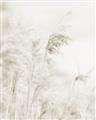 Picture of Neutral Bloom Reeds _GroupedProduct_Rectangle_Portrait_Photography _GroupedProduct_Rectangle_Portrait_Unframed_Print_Only_
