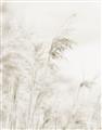 Picture of Neutral Bloom Reeds _GroupedProduct_Rectangle_Portrait_Photography _GroupedProduct_Rectangle_Portrait_Unframed_Print_Only_