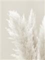Picture of Creamy Petal Pampas I _GroupedProduct_Rectangle_Portrait_Photography _GroupedProduct_Rectangle_Portrait_Unframed_Print_Only_