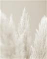 Picture of Creamy Petal Pampas II _GroupedProduct_Rectangle_Portrait_Photography _GroupedProduct_Rectangle_Portrait_Unframed_Print_Only_
