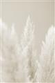 Picture of Creamy Petal Pampas II _GroupedProduct_Rectangle_Portrait_Photography _GroupedProduct_Rectangle_Portrait_Unframed_Print_Only_