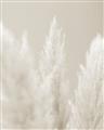 Picture of Creamy Petal Pampas II _GroupedProduct_Rectangle_Portrait_Photography _GroupedProduct_Rectangle_Portrait_Unframed_Print_Only_