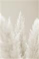 Picture of Creamy Petal Pampas II _GroupedProduct_Rectangle_Portrait_Photography _GroupedProduct_Rectangle_Portrait_Unframed_Print_Only_