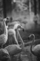 Picture of Flamingo _GroupedProduct_Rectangle_Portrait_Photography _GroupedProduct_Rectangle_Portrait_Unframed_Print_Only_