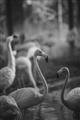 Picture of Flamingo _GroupedProduct_Rectangle_Portrait_Photography _GroupedProduct_Rectangle_Portrait_Unframed_Print_Only_