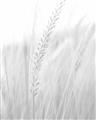 Picture of Rhapsody of Grass Blades _GroupedProduct_Rectangle_Portrait_Photography _GroupedProduct_Rectangle_Portrait_Unframed_Print_Only_