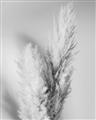 Picture of Enchanted Pampas Grass _GroupedProduct_Rectangle_Portrait_Photography _GroupedProduct_Rectangle_Portrait_Unframed_Print_Only_